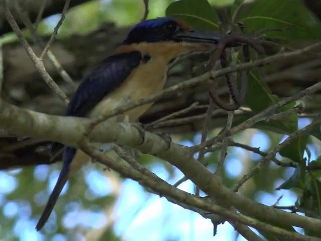 Rufous-lored Kingfisher - ML201653661