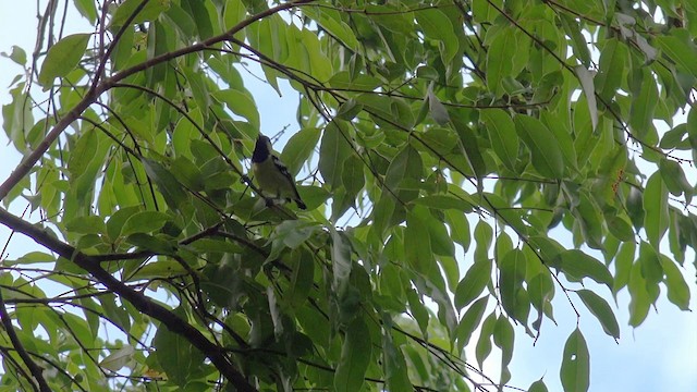 Elegant Tit - ML201653741