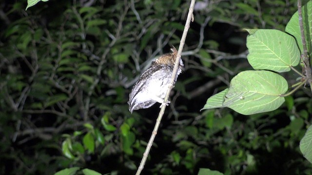 ネグロスコノハズク - ML201653801