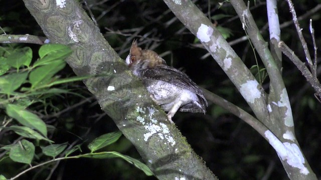 ネグロスコノハズク - ML201653811