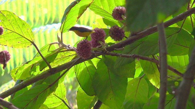 Orange-bellied Flowerpecker - ML201653821