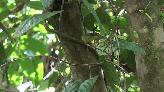 Philippinenbrillenvogel - ML201654071