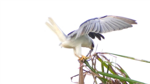 Black-winged Kite (Asian) - ML201654111