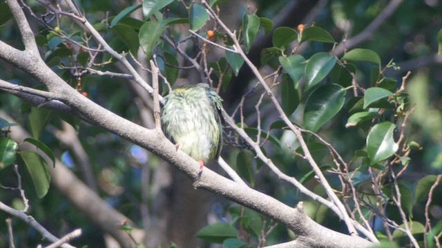 Coppersmith Barbet - ML201654131