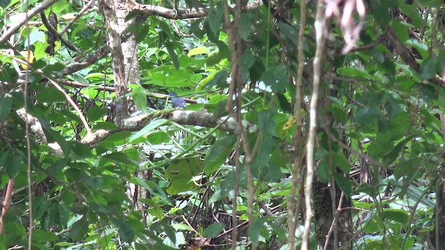 Black-naped Monarch - ML201654181