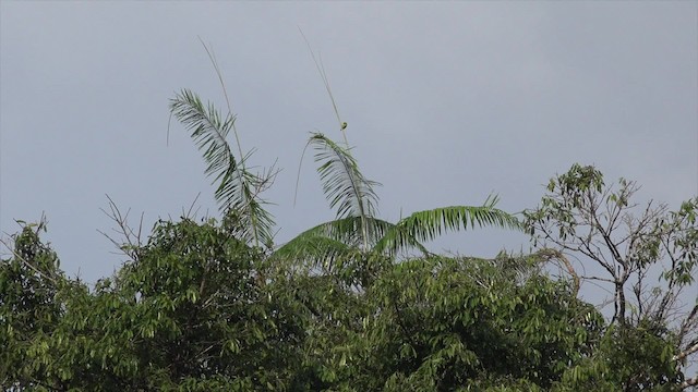 Camiguin Hanging-Parrot - ML201654211