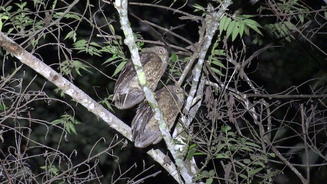 Camiguin Boobook - ML201654241