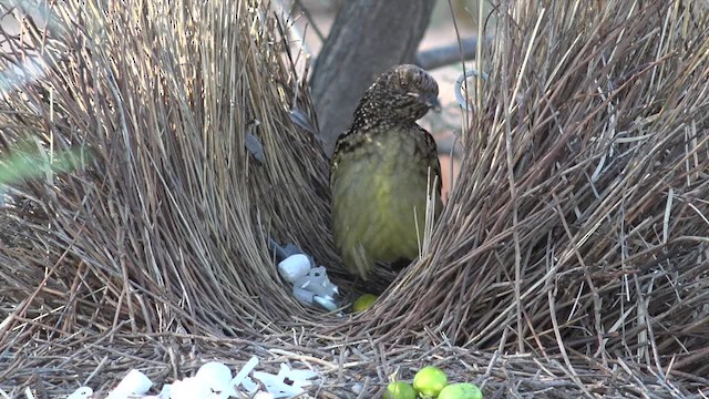 Western Bowerbird - ML201654341