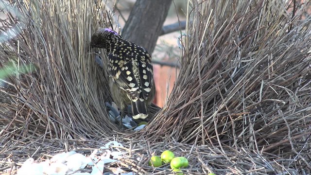 Western Bowerbird - ML201654351