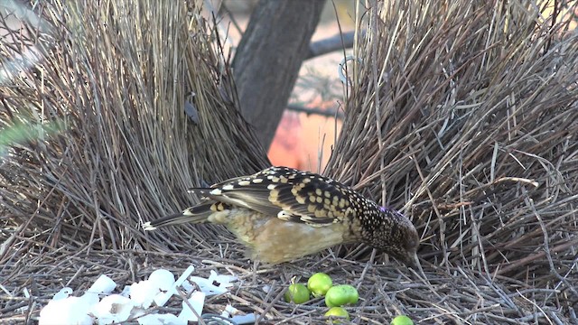 Western Bowerbird - ML201654361