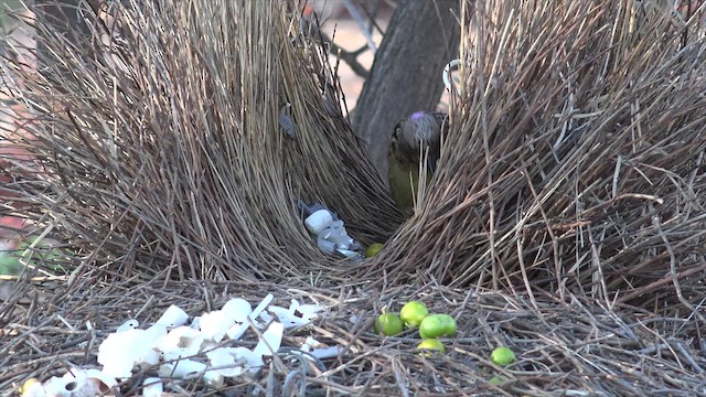 Western Bowerbird - ML201654381