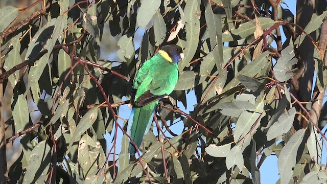 Perico de Port Lincoln (zonarius) - ML201654391