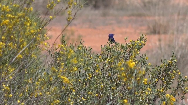 White-winged Fairywren (Blue-and-white) - ML201654411