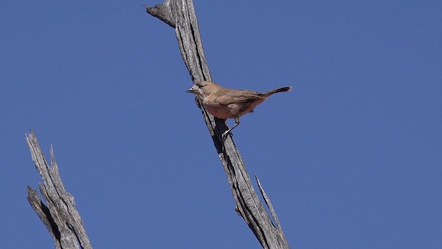 Acanthize blanchâtre - ML201654431