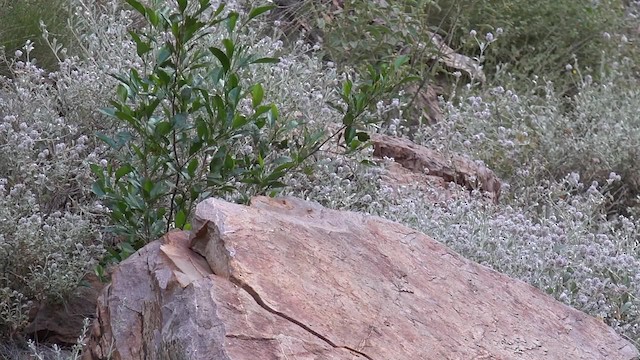 Dusky Grasswren - ML201654451