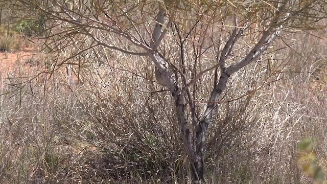 Horsfield's Bronze-Cuckoo - ML201654501