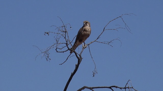 Brown Falcon - ML201654571