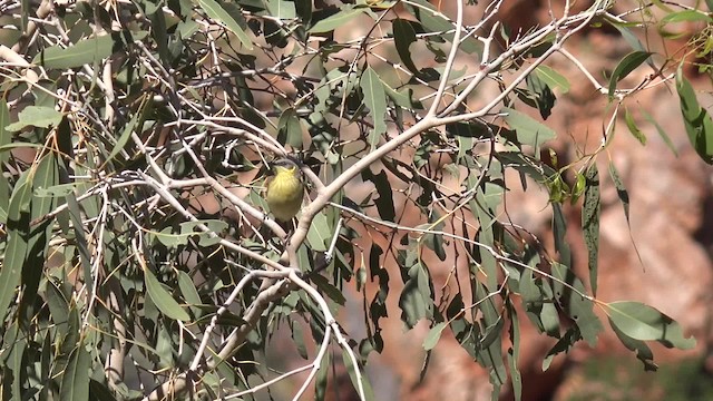 Gray-headed Honeyeater - ML201654581