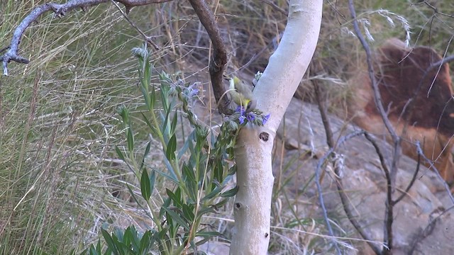 Gray-headed Honeyeater - ML201654591