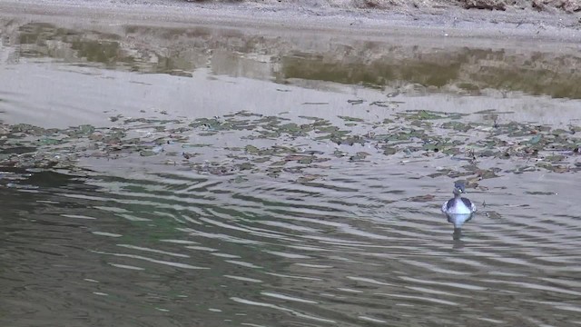 Australasian Grebe - ML201654601