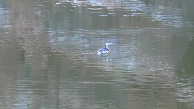 Australasian Grebe - ML201654611