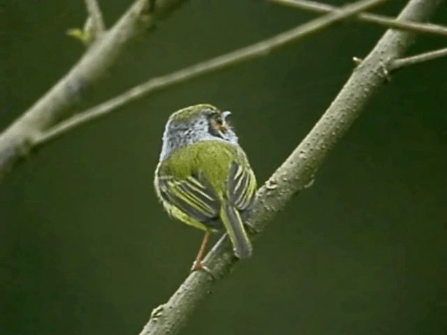 Eared Pygmy-Tyrant - ML201654651