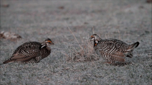 ソウゲンライチョウ - ML201654731