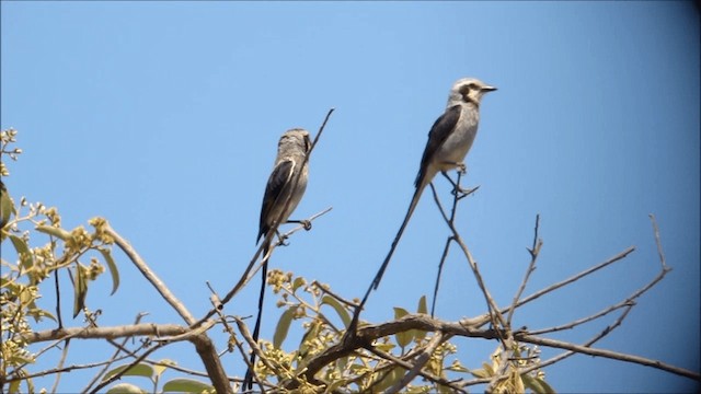 Streamer-tailed Tyrant - ML201654751