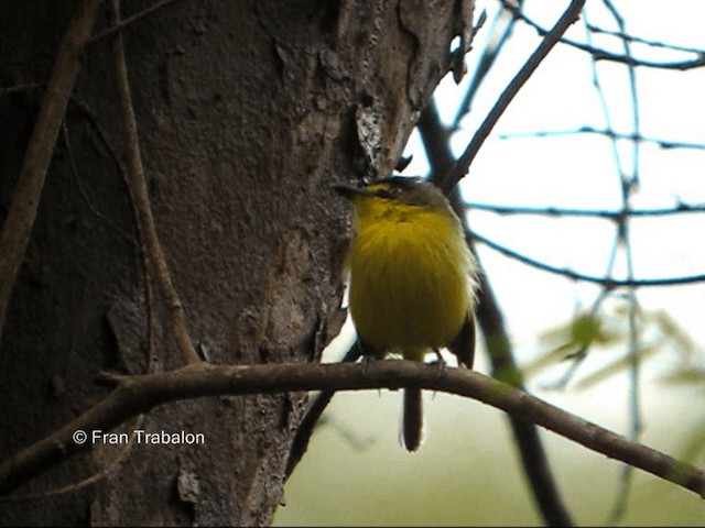 Gray-headed Tody-Flycatcher - ML201654821