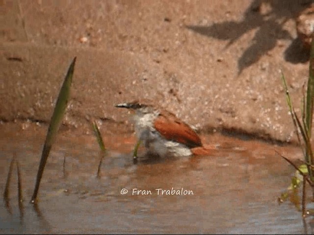 Yellow-chinned Spinetail - ML201654841