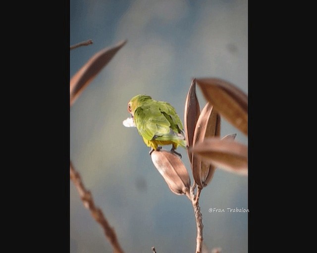 Peach-fronted Parakeet - ML201654861