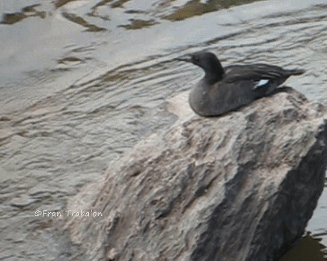 Brazilian Merganser - ML201654871