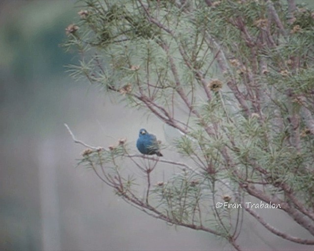 Blue Finch - ML201654881