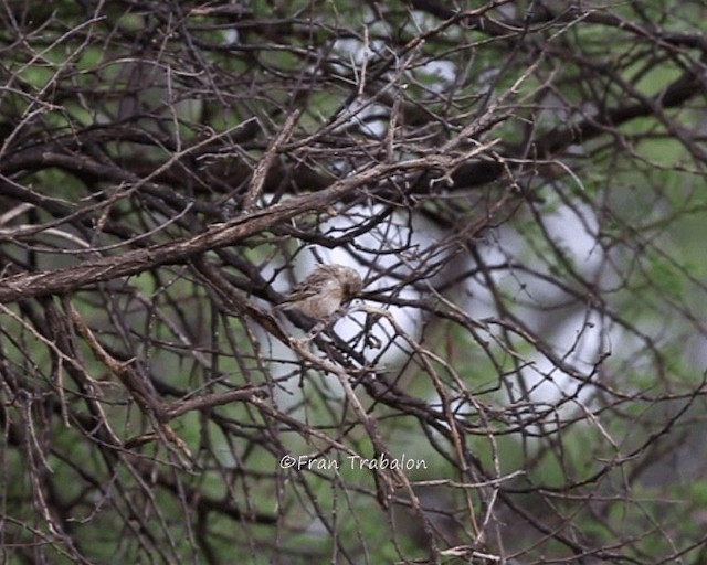 Black-throated Canary - ML201655011