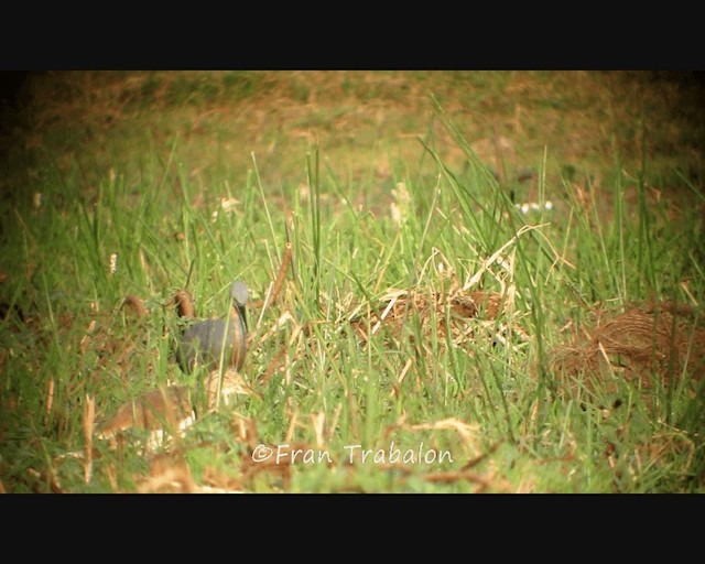 Slaty Egret - ML201655021