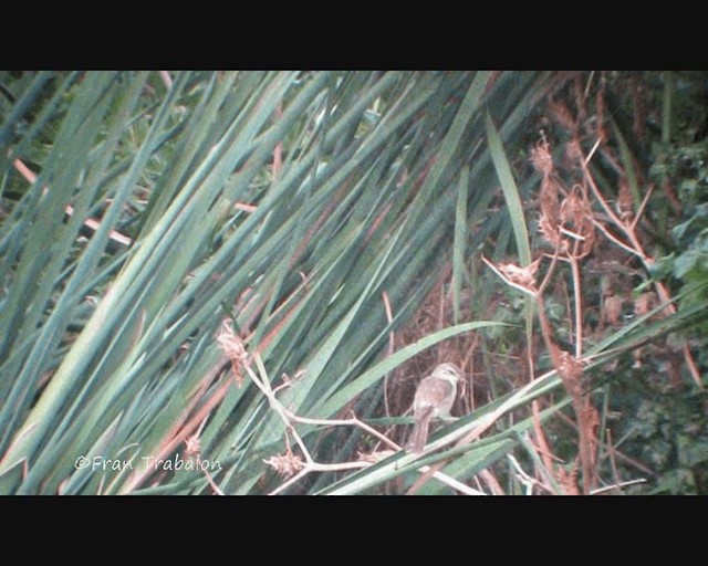 Lesser Swamp Warbler - ML201655041