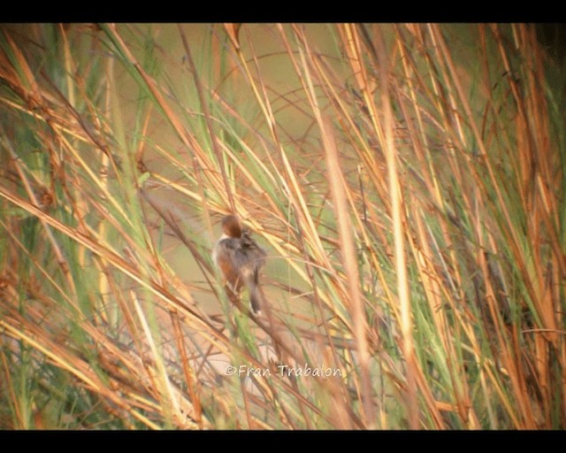 Luapula Cisticola - ML201655131