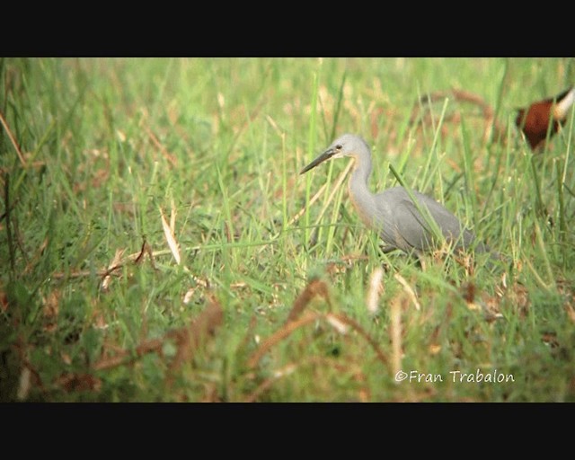 Slaty Egret - ML201655171