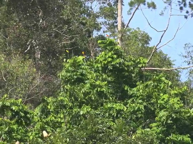 Scarlet Minivet (Philippine Red) - ML201655241