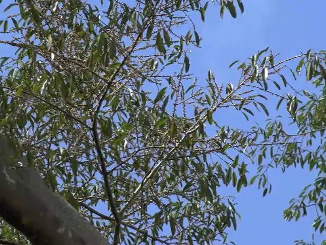 Yellow-crowned Barbet - ML201655291