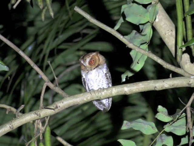 ネグロスコノハズク - ML201655351