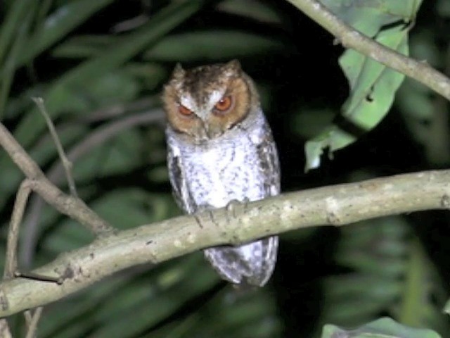 ネグロスコノハズク - ML201655361