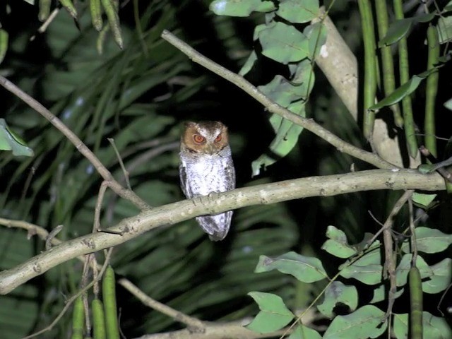 ネグロスコノハズク - ML201655371