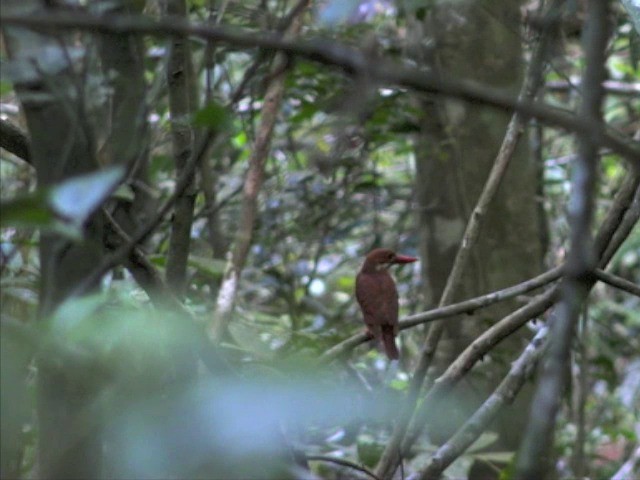 Ruddy Kingfisher - ML201655381