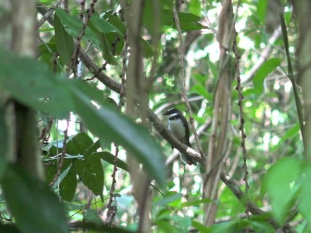 Philippine Pied-Fantail - ML201655521