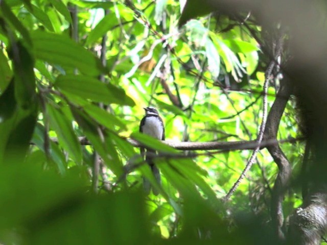 Philippine Pied-Fantail - ML201655531