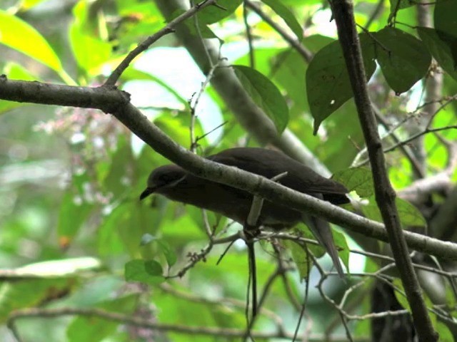 holub okrovohrdlý (ssp. brevirostris/occipitalis) - ML201655671