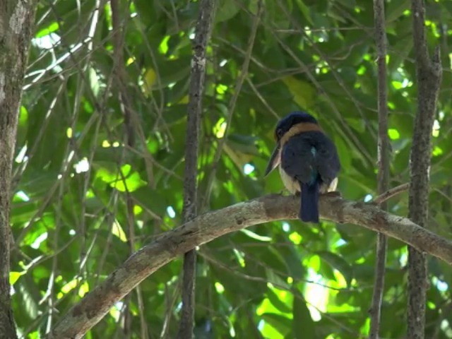 Rufous-lored Kingfisher - ML201655691