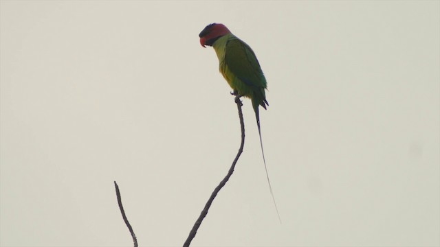 Uzun Kuyruklu Yeşil Papağan (longicauda/defontainei) - ML201655731