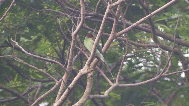 Blue-throated Bee-eater - ML201655741